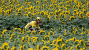 Chris Froome rijdt in de gele trui tussen de zonnebloemen